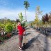 Javor mliečny (Acer platanoides) ´GLOBOSUM´ - výška 200-250 cm, obvod kmeňa 6/8 cm, kont. C10/15L 